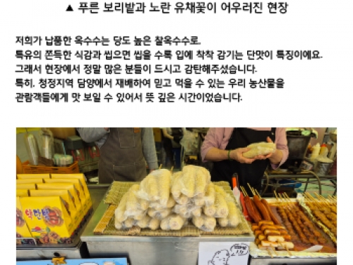 2025년 고창 청보리밭 축제 다녀왔어요